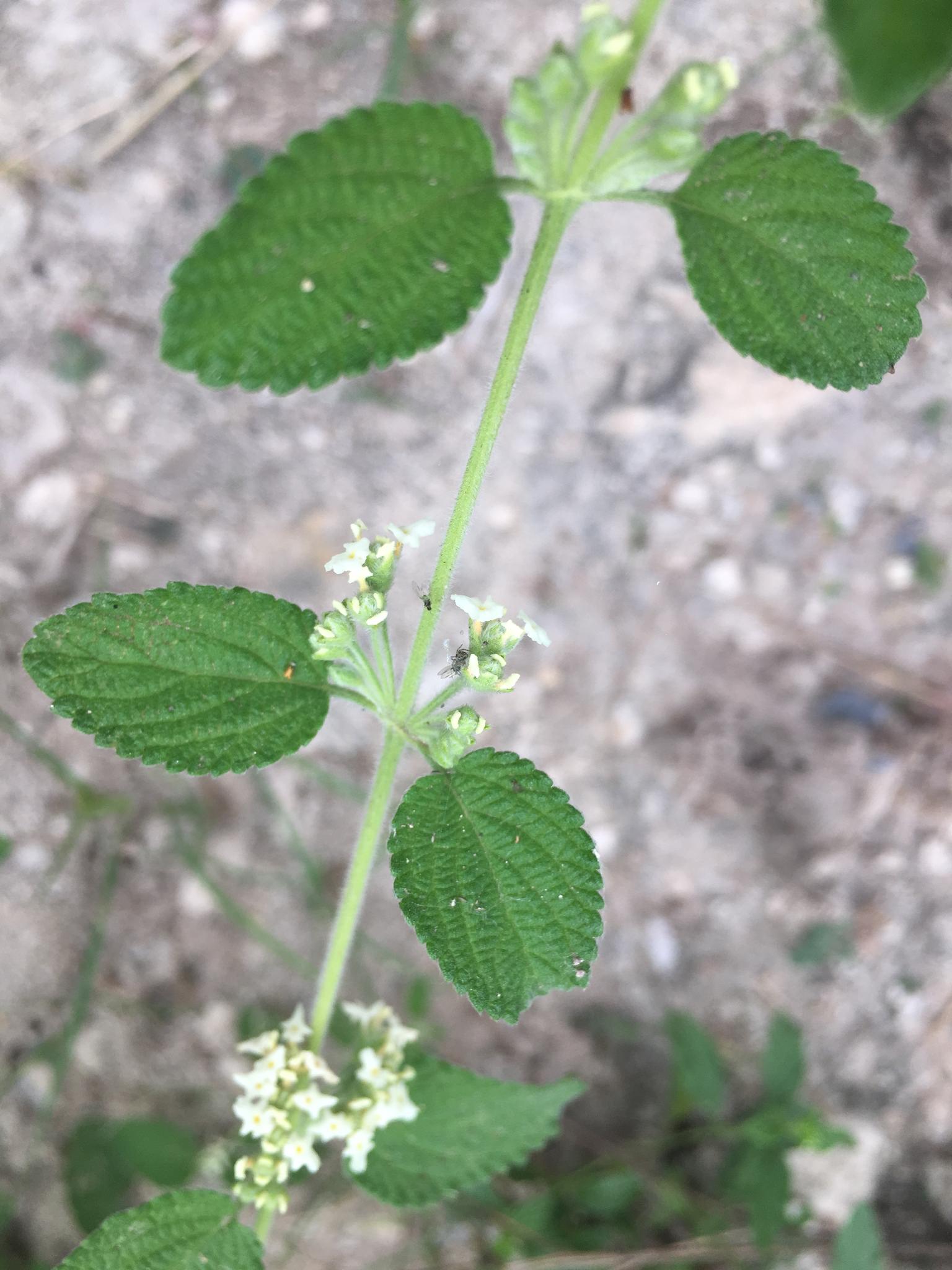 Lippia graveolens